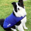 Cool Coat K9 CoolChampions